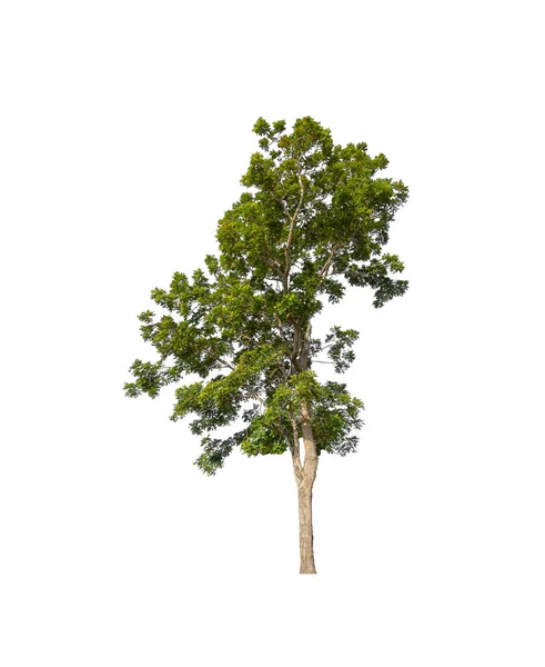 Bomen Die Geïsoleerd Zijn Een Witte Achtergrond Zijn Geschikt Voor — Stockfoto