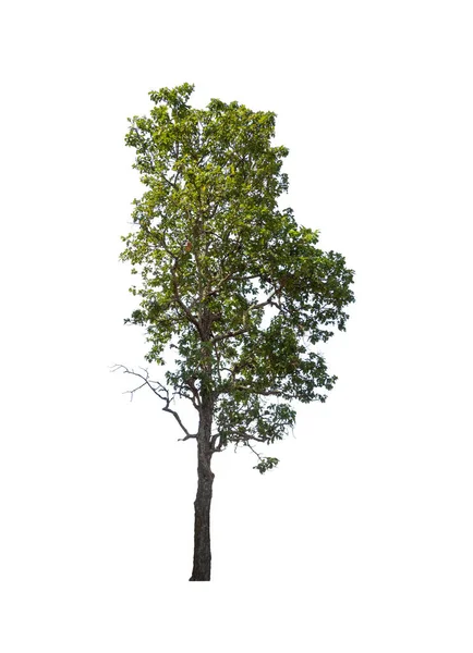 Деревья Изолированные Белом Фоне Подходят Печати Веб Страниц — стоковое фото