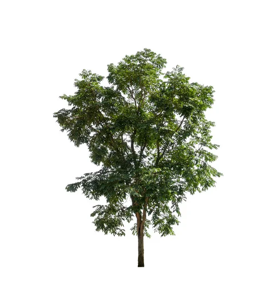 Bomen Silhouet Voor Borstel Witte Achtergrond Met Clipping Pad Alfa — Stockfoto