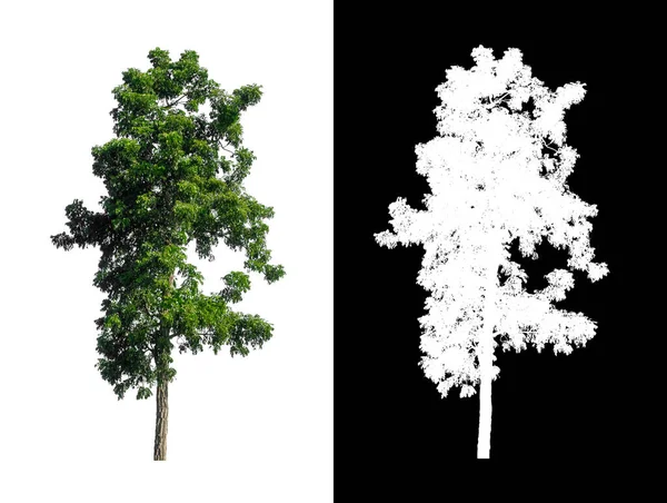 Albero Isolato Sfondo Bianco Con Percorso Ritaglio Canale Alfa — Foto Stock