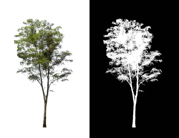 Tree Isolated White Background Clipping Path Alpha Channel — Stock Photo, Image