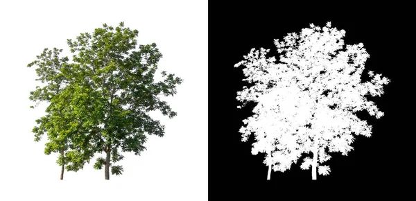Strom Izolovaný Bílém Pozadí Oříznutou Cestou Alfa Kanálem — Stock fotografie