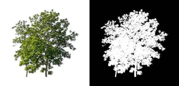 Tree Isolated White Background Clipping Path Alpha Channel — Stock Photo, Image