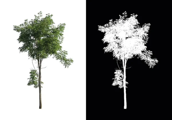 Δέντρο Απομονωμένο Λευκό Φόντο Διαδρομή Απόληξης Και Κανάλι Άλφα — Φωτογραφία Αρχείου