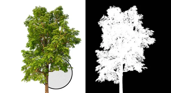 Απομονωμένο Δέντρο Διαφανές Φόντο Εικόνας Μονοπάτι Αποκοπής Ένα Δέντρο Μονοπάτι — Φωτογραφία Αρχείου