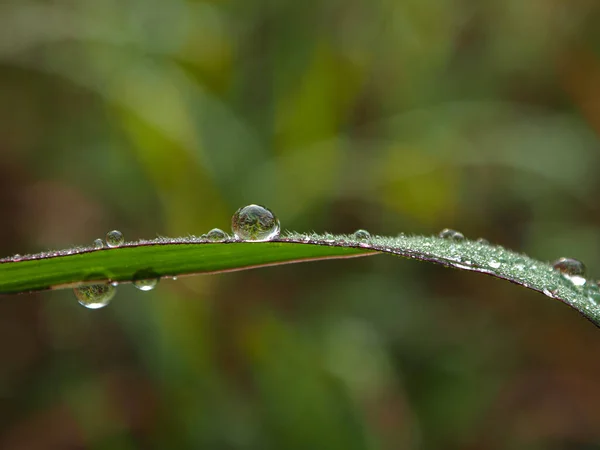 Goutte Rosée Matin Sur Feuille — Photo