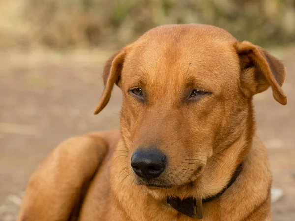 Vicino Cane Maschio Rosso — Foto Stock