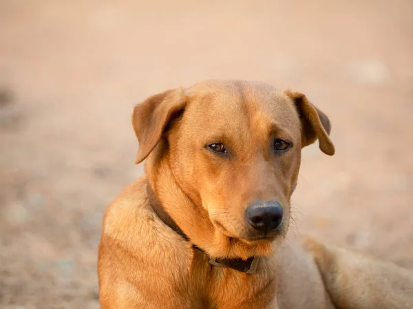 Vicino Cane Maschio Rosso — Foto Stock