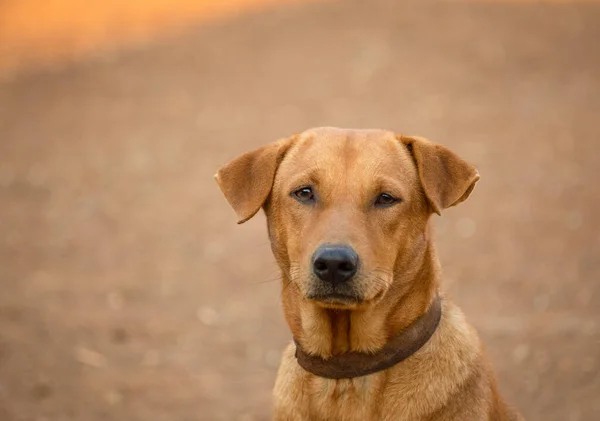 Vicino Cane Maschio Rosso — Foto Stock