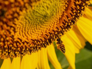 Arı nektarı ayçiçeği toplar.
