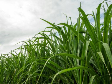 Tayland 'da gün doğumunda şeker kamışı tarlası
