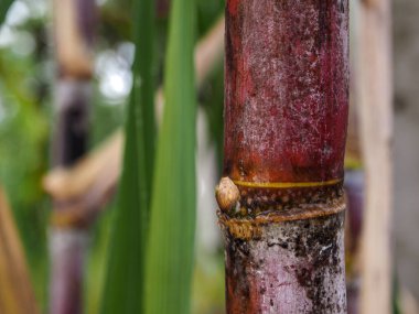Tayland 'da gün doğumunda şeker kamışı tarlası