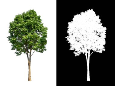Beyaz arkaplanda izole edilmiş ağaçlar hem yazdırma hem de web sayfaları için uygundur