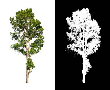 Beyaz arkaplanda izole edilmiş ağaçlar hem yazdırma hem de web sayfaları için uygundur