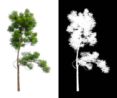 Beyaz arkaplanda izole edilmiş ağaçlar hem yazdırma hem de web sayfaları için uygundur