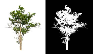 kırpma yolu ve alfa kanalı ile beyaz arkaplanda izole edilmiş ağaç