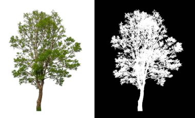 kırpma yolu ve alfa kanalı ile beyaz arkaplanda izole edilmiş ağaç