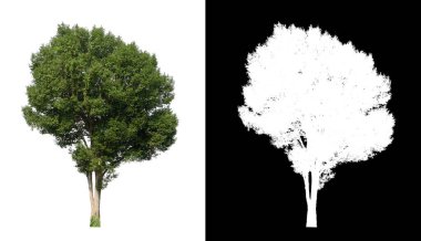 Beyaz arkaplanda izole edilmiş ağaçlar hem yazdırma hem de web sayfaları için uygundur