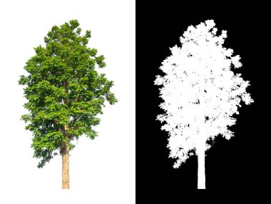 kırpma yolu ve alfa kanalı ile beyaz arkaplanda izole edilmiş ağaç