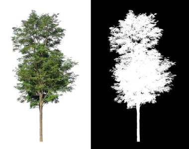 Beyaz arkaplanda izole edilmiş ağaçlar hem yazdırma hem de web sayfaları için uygundur