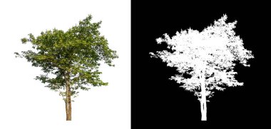 Beyaz arkaplanda izole edilmiş ağaçlar hem yazdırma hem de web sayfaları için uygundur