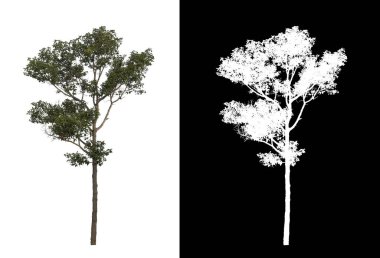 kırpma yolu ve alfa kanalı ile beyaz arkaplanda izole edilmiş ağaç