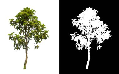 Beyaz arkaplanda izole edilmiş ağaçlar hem yazdırma hem de web sayfaları için uygundur