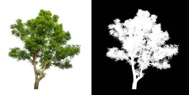 kırpma yolu ve alfa kanalı ile beyaz arkaplanda izole edilmiş ağaç