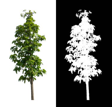 kırpma yolu ve alfa kanalı ile beyaz arkaplanda izole edilmiş ağaç