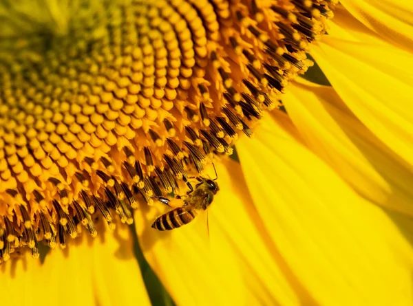 Biene Sammelt Nektar Aus Einer Sonnenblume — Stockfoto