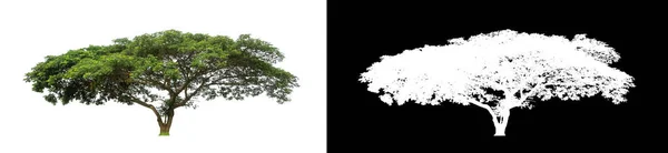 Kırpma Yolu Alfa Kanalı Ile Beyaz Arkaplanda Izole Edilmiş Ağaç — Stok fotoğraf