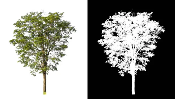 Beyaz Arkaplanda Izole Edilmiş Ağaçlar Hem Yazdırma Hem Web Sayfaları — Stok fotoğraf