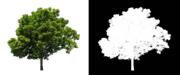 kırpma yolu ve alfa kanalı ile beyaz arkaplanda izole edilmiş ağaç