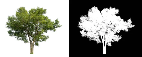 Trees that are isolated on a white background are suitable for both printing and web pages
