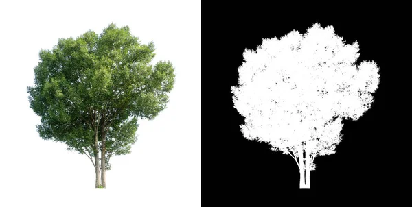 Gli Alberi Isolati Sfondo Bianco Sono Adatti Sia Stampa Che — Foto Stock