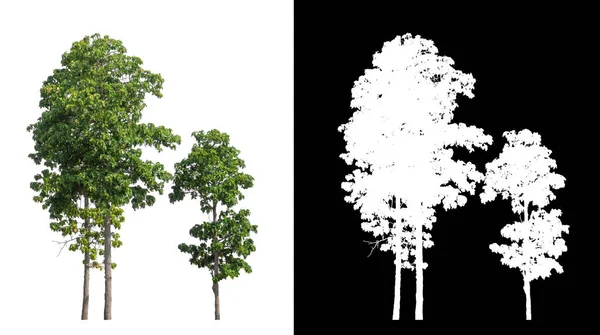 Gli Alberi Isolati Sfondo Bianco Sono Adatti Sia Stampa Che — Foto Stock