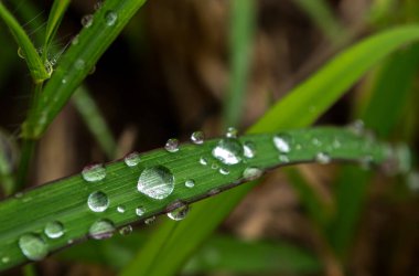 Yaprak sabah çiğ damlasına