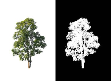 Beyaz arkaplanda izole edilmiş ağaç hem yazdırma hem de web sayfaları için uygundur