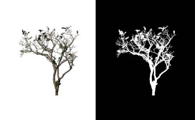 Beyaz arka planda izole edilmiş ölü bir ağaca tünemiş kuşlar hem baskı hem de web sayfaları için uygundur.