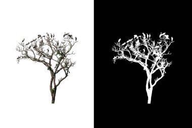 Beyaz arka planda izole edilmiş ölü bir ağaca tünemiş kuşlar hem baskı hem de web sayfaları için uygundur.