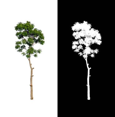 Beyaz arkaplanda izole edilmiş ağaç hem yazdırma hem de web sayfaları için uygundur