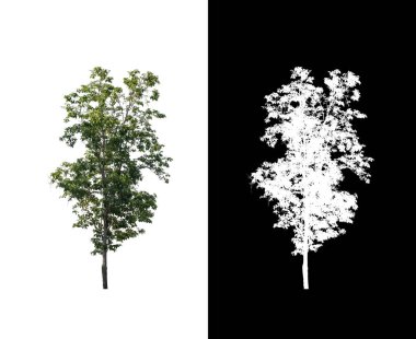 Beyaz arkaplanda izole edilmiş ağaç hem yazdırma hem de web sayfaları için uygundur