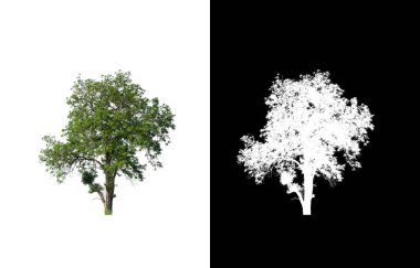 Beyaz arkaplanda izole edilmiş ağaç hem yazdırma hem de web sayfaları için uygundur