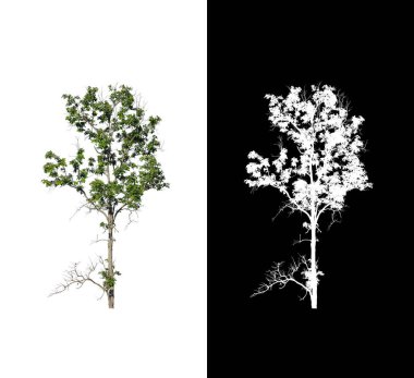Beyaz arkaplanda izole edilmiş ağaç hem yazdırma hem de web sayfaları için uygundur