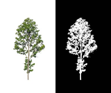 Beyaz arkaplanda izole edilmiş ağaç hem yazdırma hem de web sayfaları için uygundur