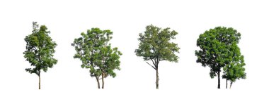Ağaçların toplanması, beyaz zemin üzerinde izole edilmiş ağaçlar kümesi