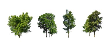 Ağaçların toplanması, beyaz zemin üzerinde izole edilmiş ağaçlar kümesi