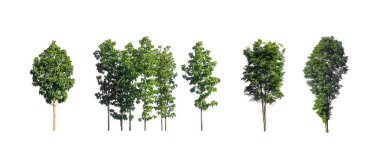 Ağaçların toplanması, beyaz zemin üzerinde izole edilmiş ağaçlar kümesi