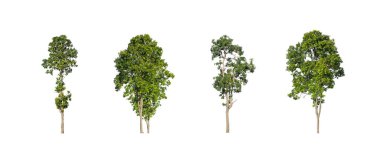 Ağaçların toplanması, beyaz zemin üzerinde izole edilmiş ağaçlar kümesi