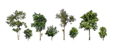Ağaçların toplanması, beyaz zemin üzerinde izole edilmiş ağaçlar kümesi